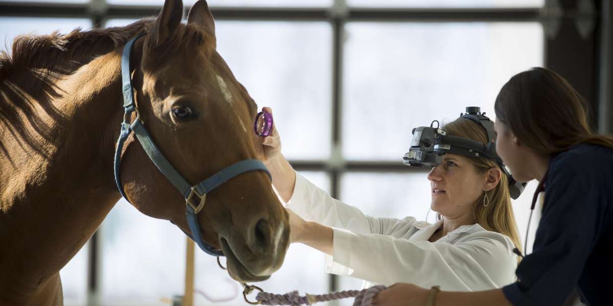 Vet Med student studies horse