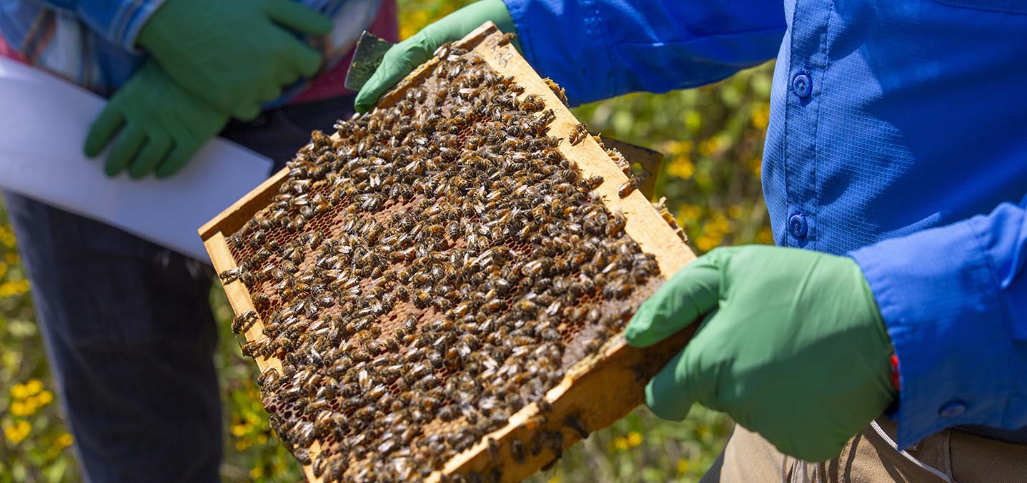 Closeup of two people examining a beehive