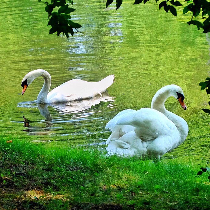 Swans Lancelot and Elaine on the shore of Lake LaVerne