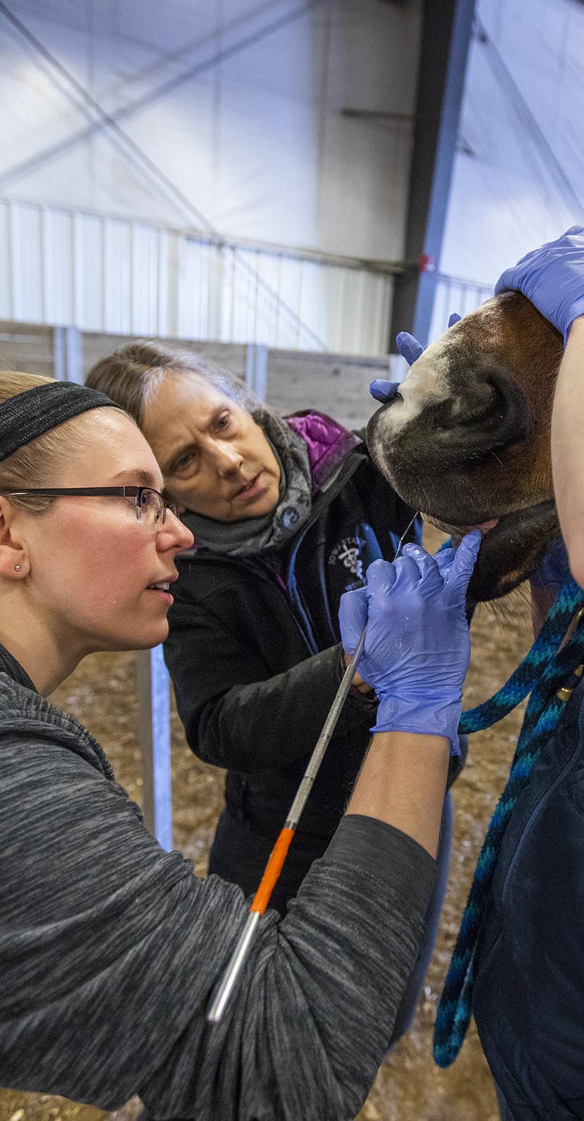 Vet Med students and faculty examine a horse's mouth