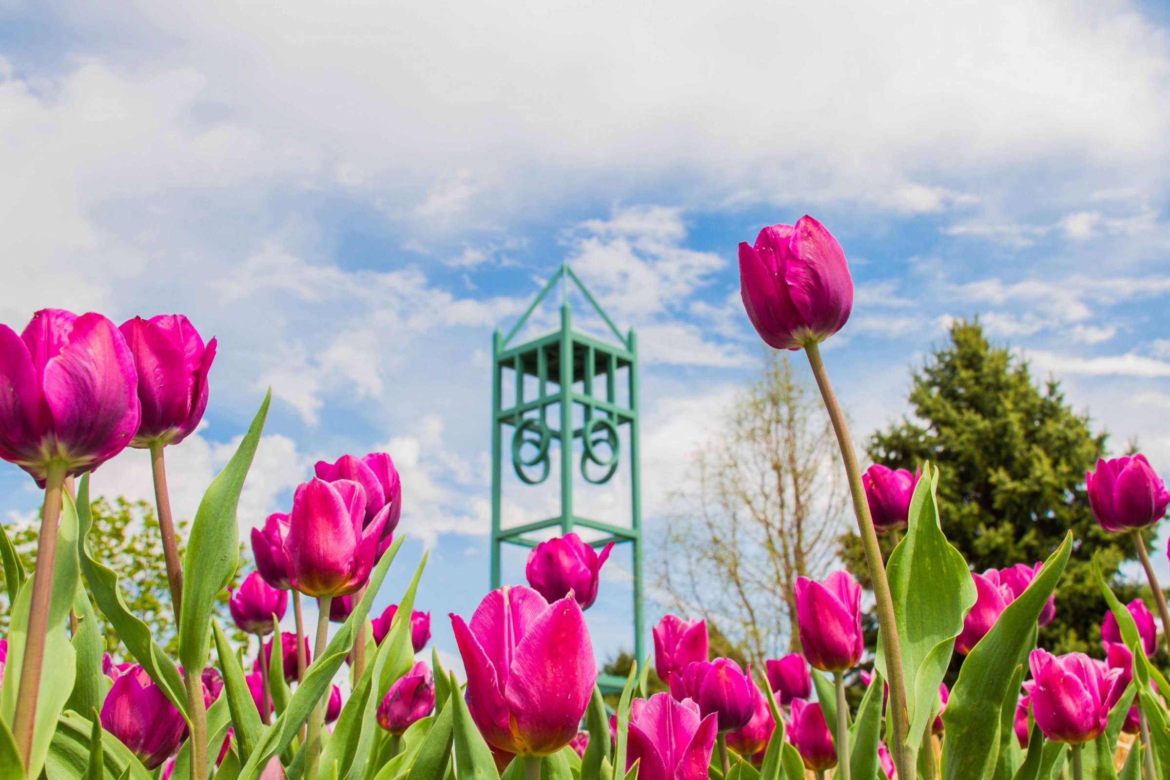 Tulips at Reiman Gardens