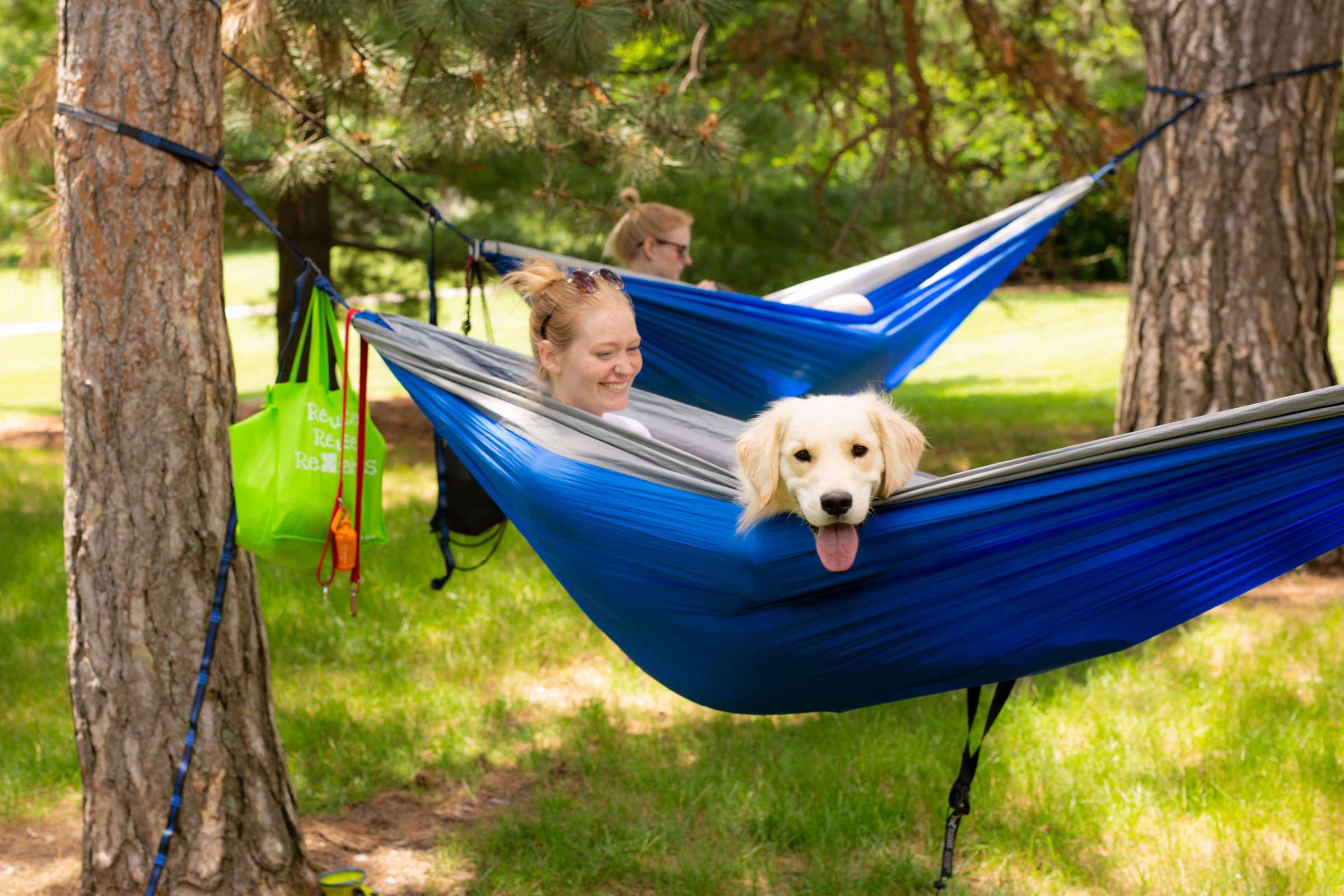 A puppy in a hammock on central campus