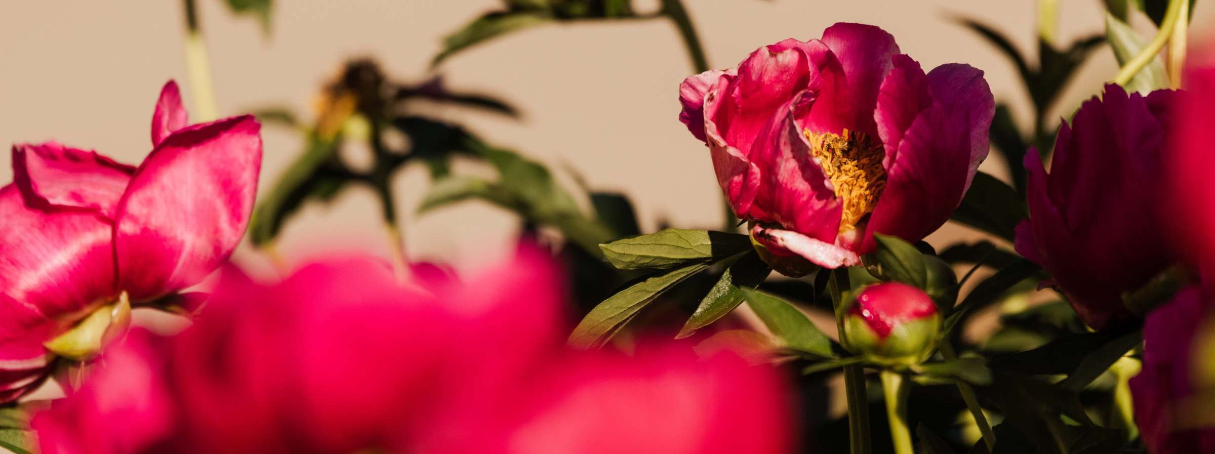 Dark pink flowers on campus